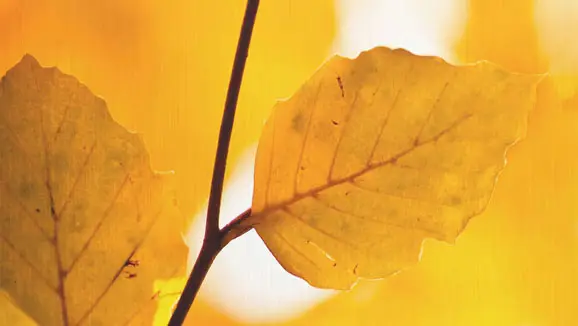 Wenzel Alu Butlerfinish3 578x326